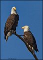 _1SB8792 american bald eagles